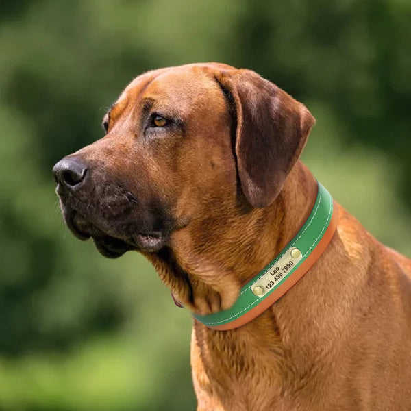 Load image into Gallery viewer, Santa Monica - Personalised Collar