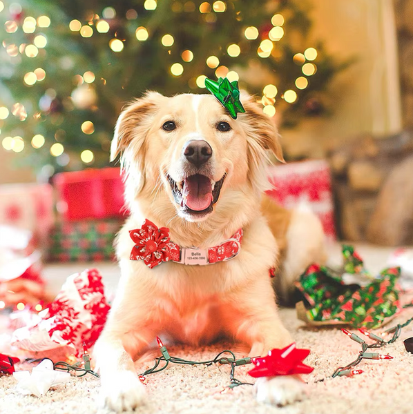 Load image into Gallery viewer, Holly & Rose - Personalised Collar