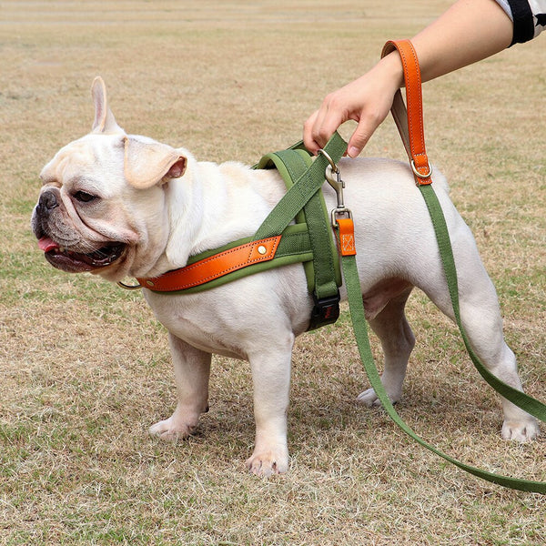 Load image into Gallery viewer, King Inspector - 2 Piece Set - Harness & Leash