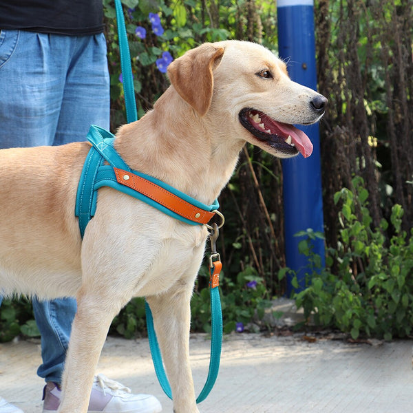 Load image into Gallery viewer, King Inspector - 2 Piece Set - Harness & Leash