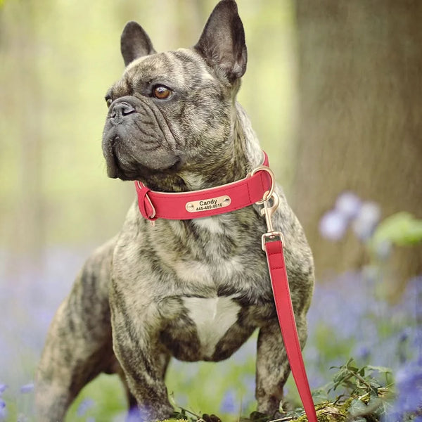 Load image into Gallery viewer, Florence Elite Limited Set - Leash and Personalised Collar