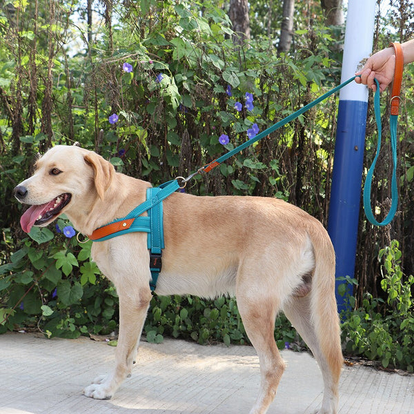 Load image into Gallery viewer, King Inspector - 2 Piece Set - Harness & Leash