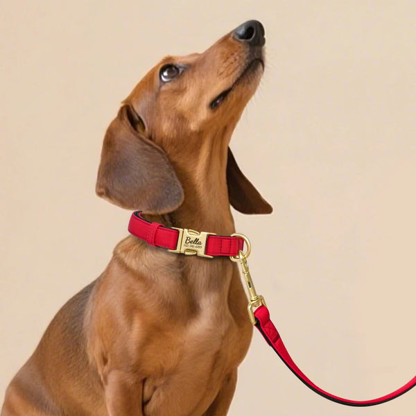 Load image into Gallery viewer, Everyday Itallic - Leash and Personalised Collar
