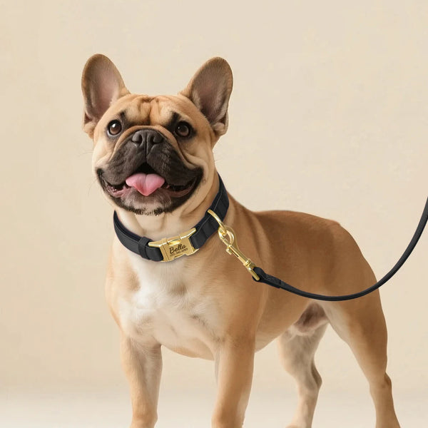 Load image into Gallery viewer, Everyday Itallic - Leash and Personalised Collar