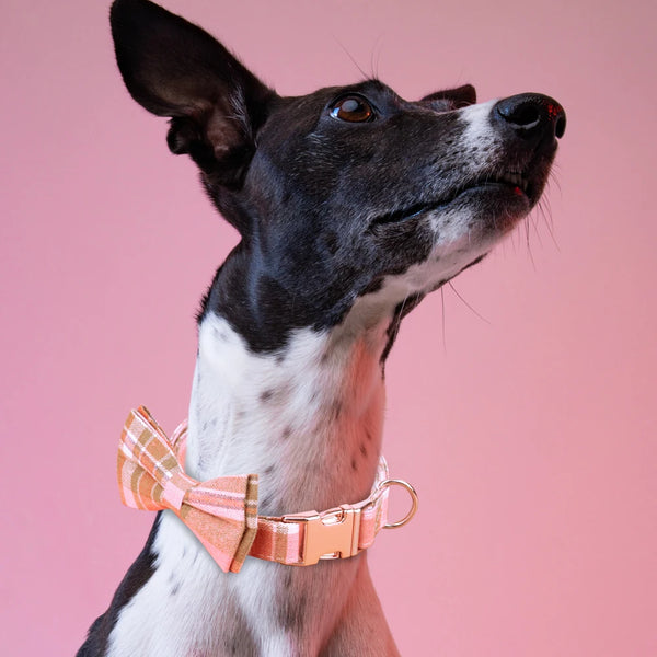 Load image into Gallery viewer, Toodlie - Personalised Collar