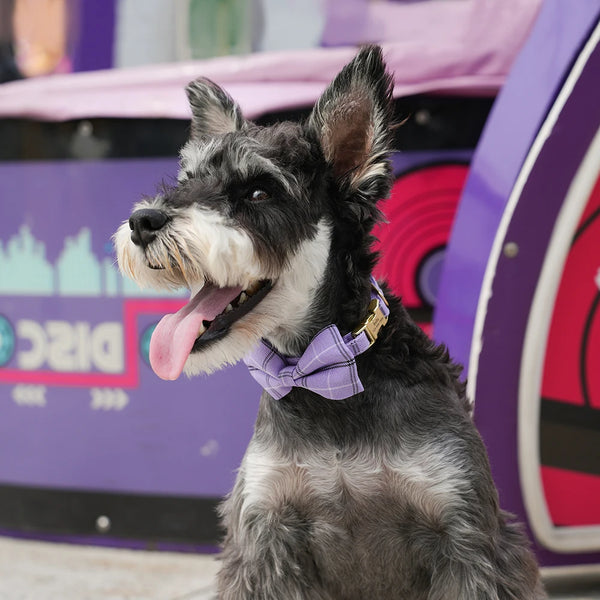 Load image into Gallery viewer, Windsor - Personalised Collar