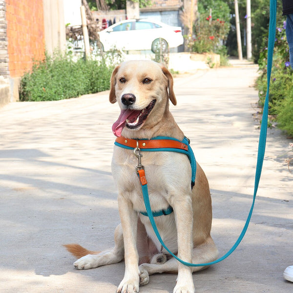 Load image into Gallery viewer, King Inspector - 2 Piece Set - Harness & Leash