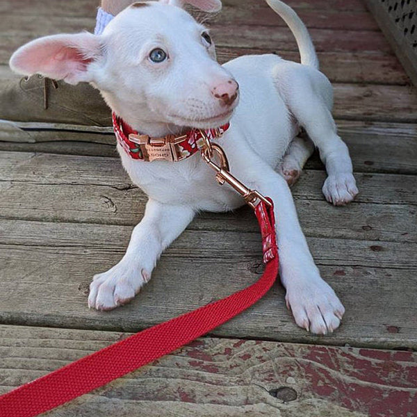 Load image into Gallery viewer, Sunday Best - 2 Piece Set - Leash & Personalised Collar