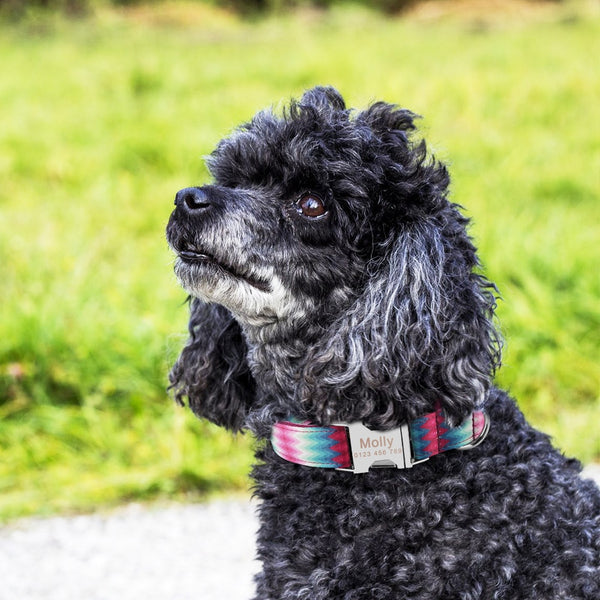 Load image into Gallery viewer, Ombre Scuffle - Personalised Collar
