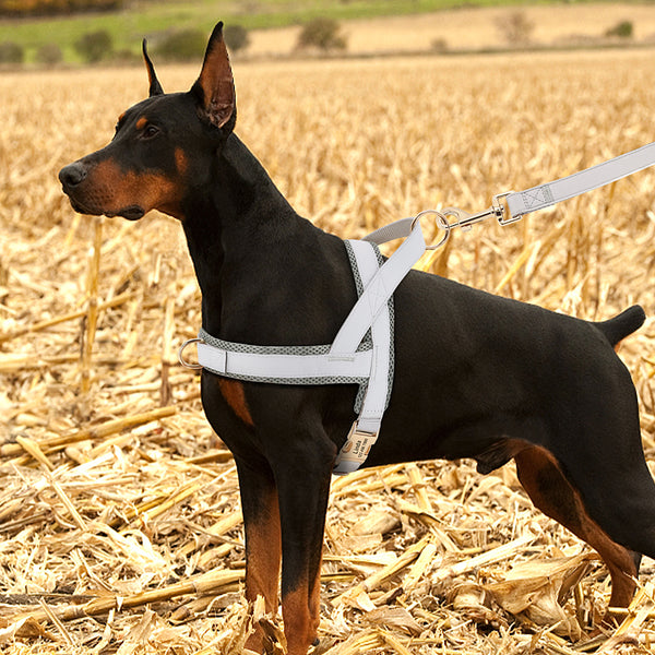 Load image into Gallery viewer, Sleek Pup - 2 Piece Set - Leash & Personalised Harness