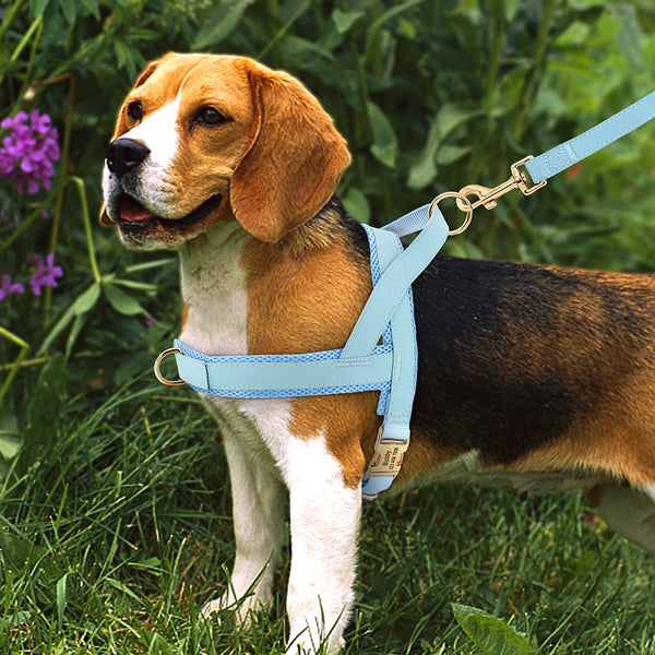 Load image into Gallery viewer, Sleek Pup - 2 Piece Set - Leash & Personalised Harness