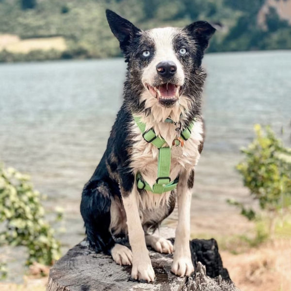 Load image into Gallery viewer, Corduroy Crush Lime - Leash, Poop Bag Holder & Personalised Collar