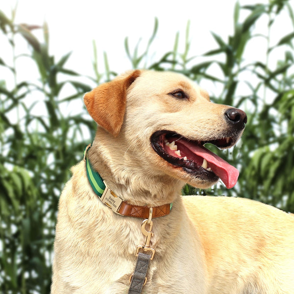 Load image into Gallery viewer, Design Line - Personalised Collar