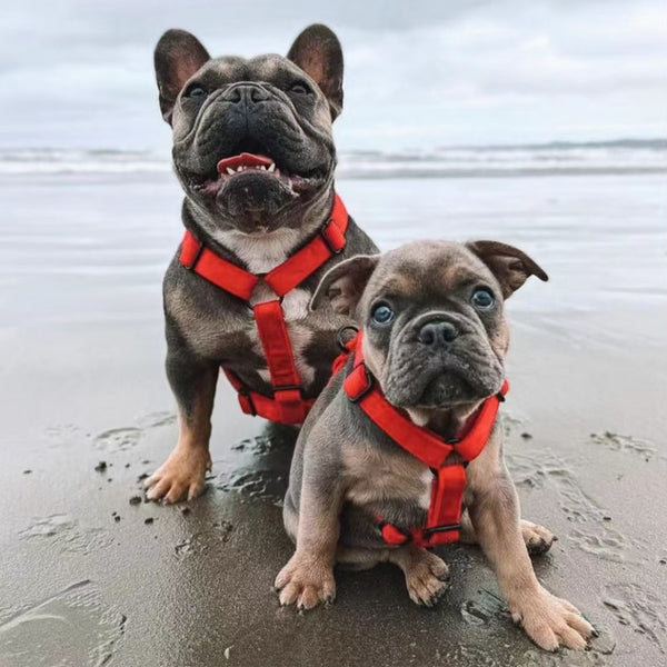 Load image into Gallery viewer, Luxury Velvet Crush Red - Personalised Harness