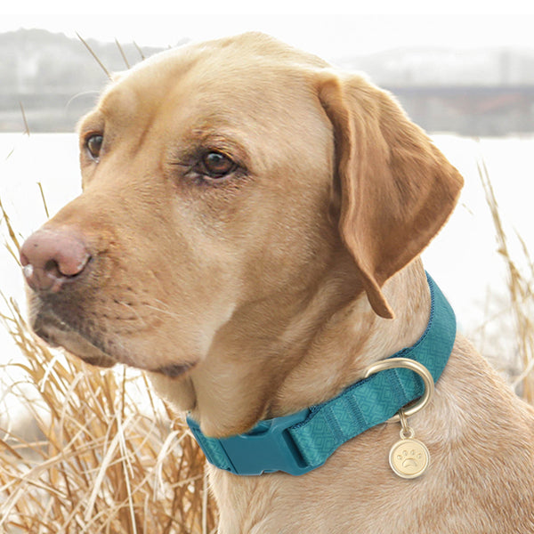 Load image into Gallery viewer, Orient - Personalised Collar