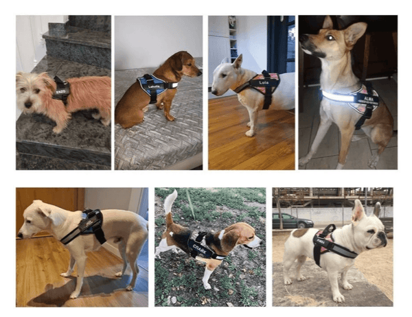 Load image into Gallery viewer, ID Pup Desert - Personalised Harness