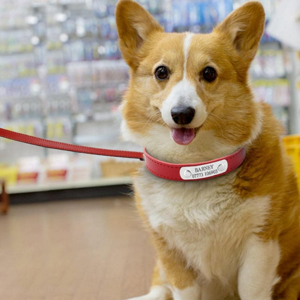 Load image into Gallery viewer, Smug Pug - 2 Piece Set - Personalised Collar & Leash