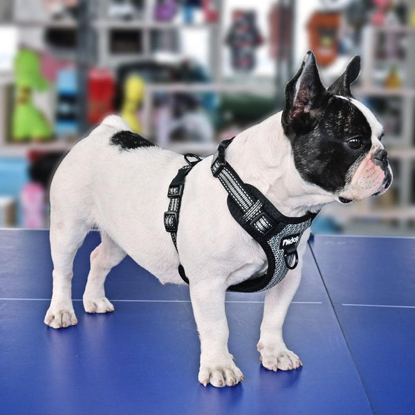 Load image into Gallery viewer, Halter Mesh Harness