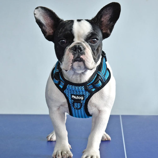 Load image into Gallery viewer, Halter Mesh Harness