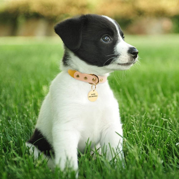 Load image into Gallery viewer, Personalised dog collar with engraving of name and phone number