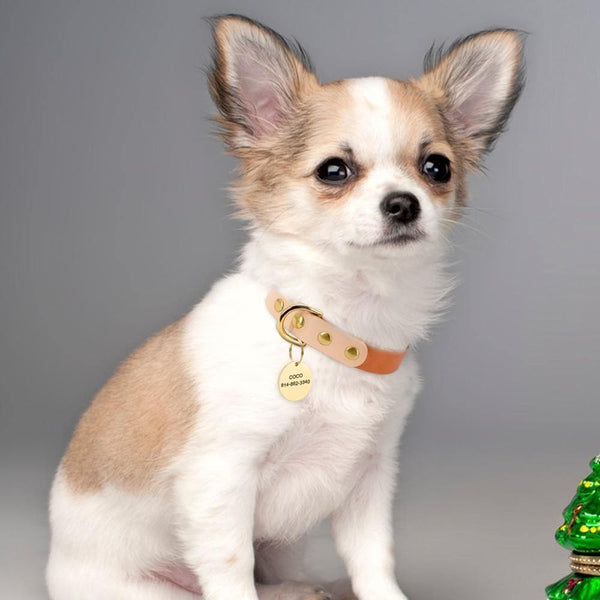 Load image into Gallery viewer, Personalised dog collar with engraving of name and phone number