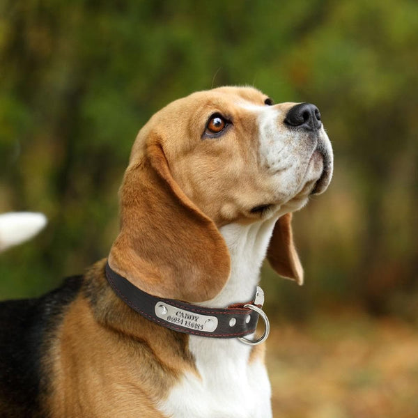 Load image into Gallery viewer, Leather Paws Silvo - Personalised Collar