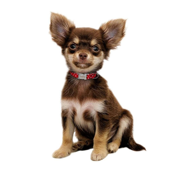 Load image into Gallery viewer, personalised pet collar with engraving with dots