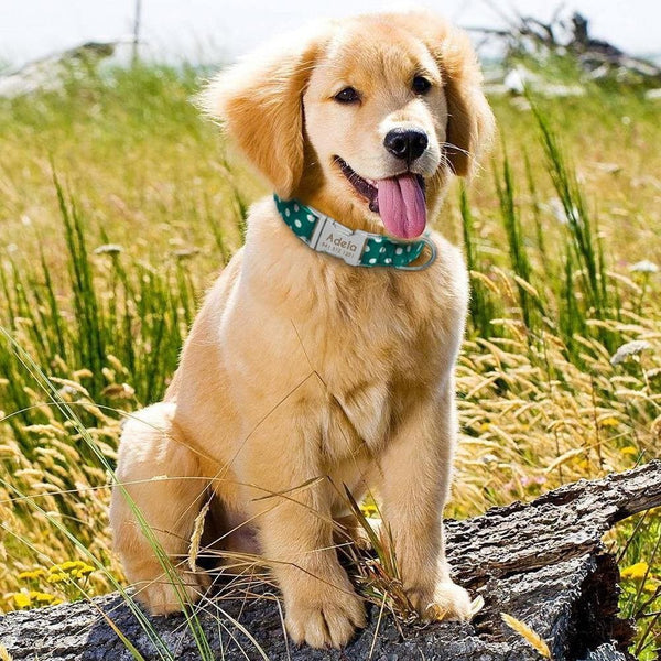 Load image into Gallery viewer, personalised pet collar with engraving with dots