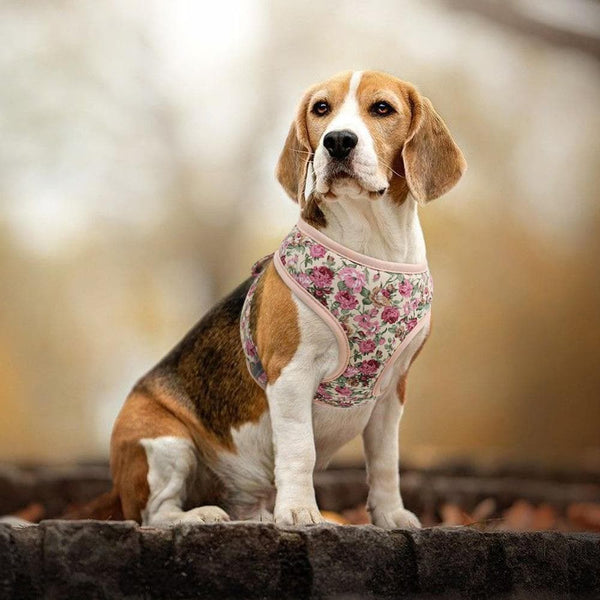 Load image into Gallery viewer, floral dog harness and matching leash set