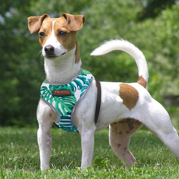 Load image into Gallery viewer, palm springs style doh harness reflective