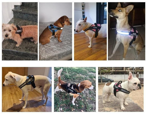 Load image into Gallery viewer, ID Pup Pink - Personalised Harness