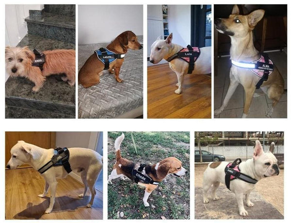 Load image into Gallery viewer, ID Pup Black - Personalised Harness