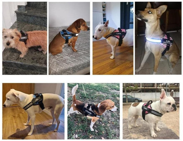 Load image into Gallery viewer, ID Pup Blue Camo - Personalised Harness