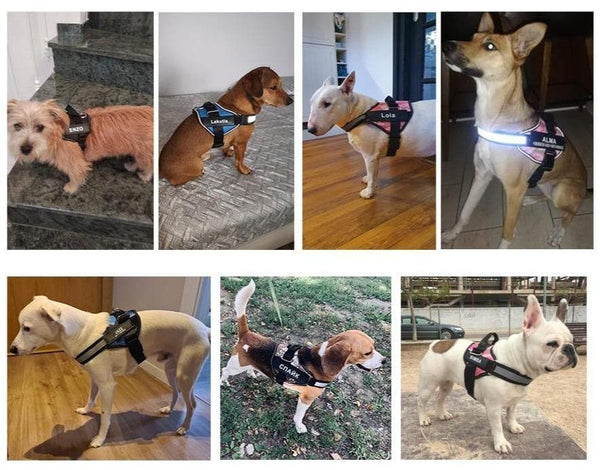 Load image into Gallery viewer, ID Pup Camo - Personalised Harness