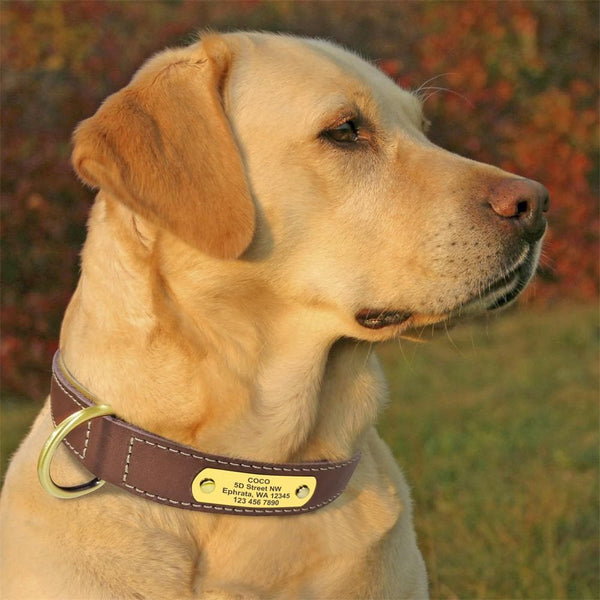 Load image into Gallery viewer, Master Stitch - Personalised Collar