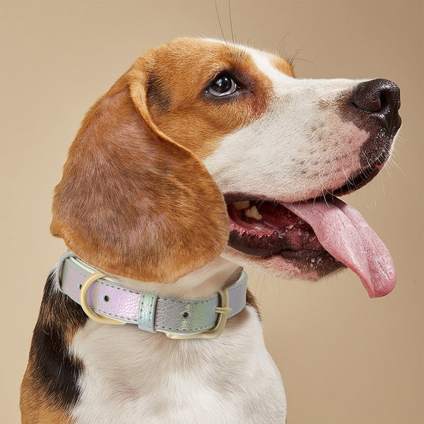 Load image into Gallery viewer, Pastel Chameleon - Personalised Collar