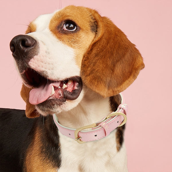 Load image into Gallery viewer, Pastel Chameleon - Personalised Collar