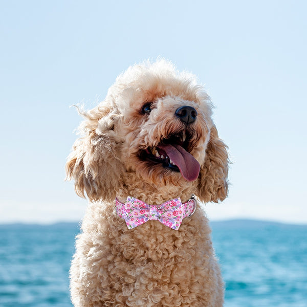 Load image into Gallery viewer, Spring Bloom - Personalised Collar