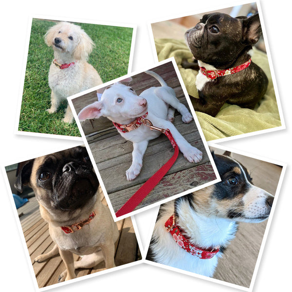 Load image into Gallery viewer, Sunday Best Black Polka - Personalised Collar