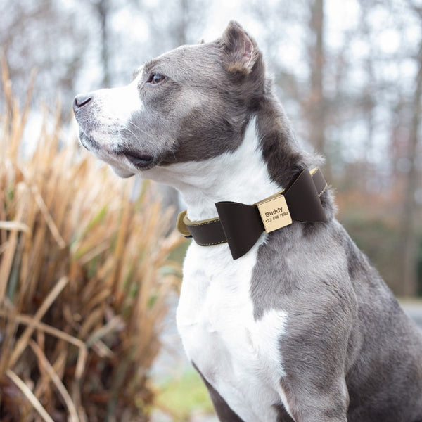 Load image into Gallery viewer, Bow Wow Meow - Personalised Collar