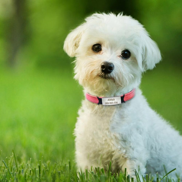 Load image into Gallery viewer, Tiny Pet - Personalised Collar