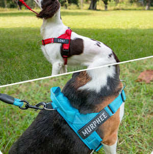 Social Co - Personalised Harness