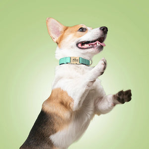 Everyday Itallic - Leash, Poop Bag and Personalised Collar