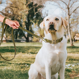 Vintage Bronzed - 2 Piece Set - Leash & Personalised Collar