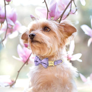 Windsor - Personalised Collar