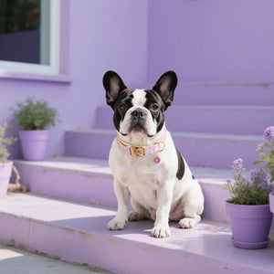 Daisy Chain - Personalised Collar