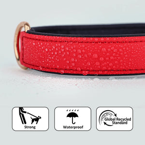 The Avenue - Personalised Collar