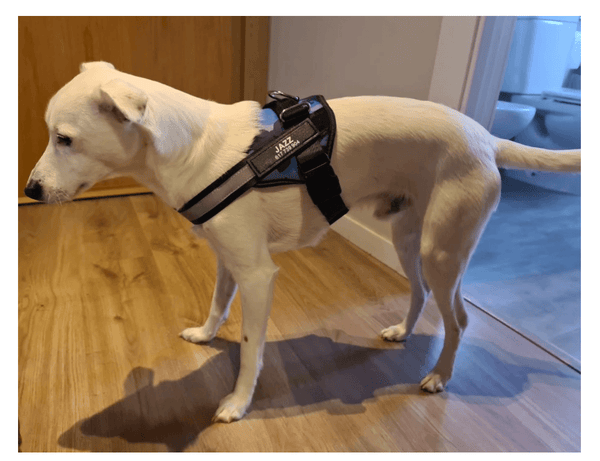 Load image into Gallery viewer, ID Pup Desert - Personalised Harness
