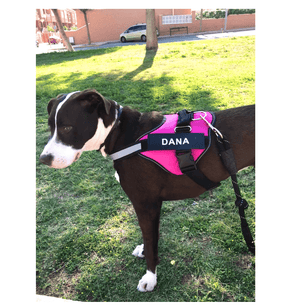 ID Pup Desert - Personalised Harness