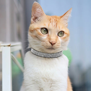 Beverly Hills Cat Collar